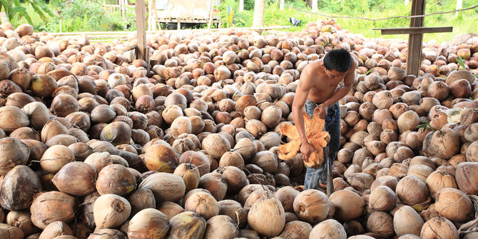 Larangan Ekspor Kelapa Rugikan Petani
