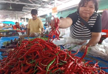 Terus Meroket, Harga Cabai Merah di Pekanbaru Tembus Rp150 Ribu Per Kilogram