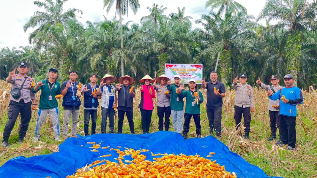 Dukung Ketahanan Pangan, Jajaran Polsek Sabak Auh Kawal Pertumbuhan Jagung Pipil Hingga Panen