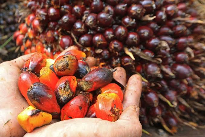 Awal Tahun, Harga Sawit Mitra Plasma di Riau Turun Tipis