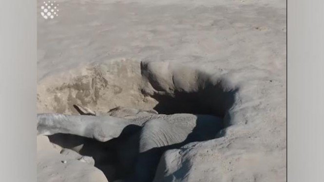 Aksi Penyelamatan Anak Gajah yang Berhasil Menguras Emosi