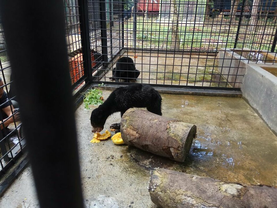 BBKSDA Riau Relokasi Sepasang Beruang Madu