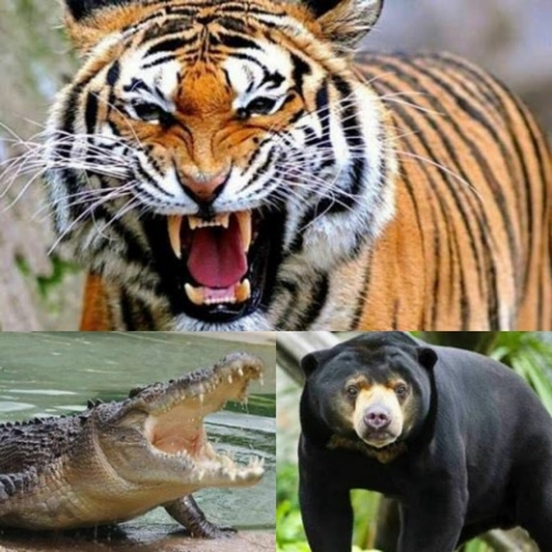 Dari Harimau, Buaya Sampai Beruang Mendadak Muncul, Ini Tanggapan DPRD Inhil