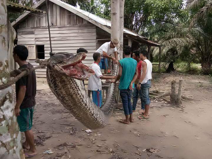 Foto Foto Ular Piton Sepanjang 7 Meter Yang Menyerang Warga Inhu
