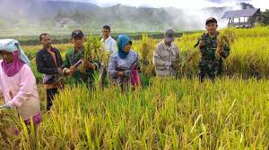 TNI dan Petani Kerintang Panen Perdana Padi IR-42
