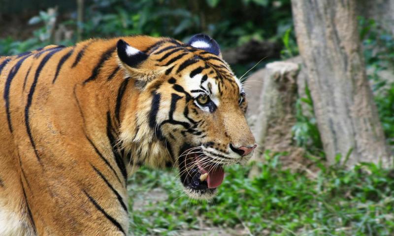 BREAKING NEWS: Harimau yang Tewaskan Dua Warga di Inhil Akhirnya Berhasil Ditangkap