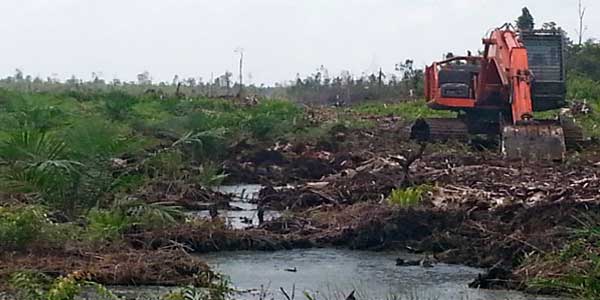 Aturan Baru Gambut, Industri Kehutanan di Riau Mulai PHK Karyawan
