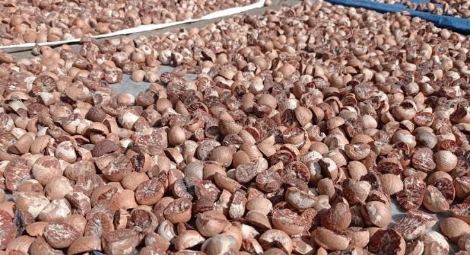 Pekan ini Pinang Kering di Riau Dihargai Rp5.840 per Kg