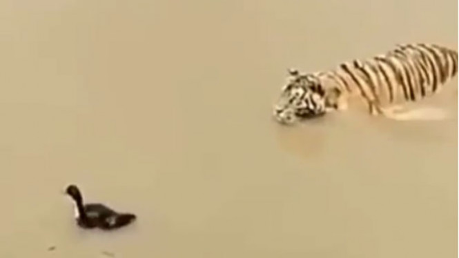 Seekor Bebek Sukses Kelabui Harimau yang Akan Memangsanya