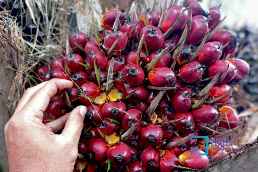 Harga Sawit Mitra Swadaya di Riau Naik Capai Rp2.929,90 per Kg