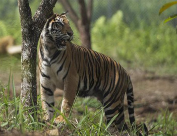 BBKSDA Siapkan 2 Perangkap Tangkap Harimau di Inhil