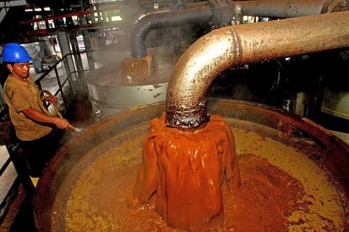 Harga TBS Kelapa Sawit di Riau Naik Jadi Rp1.512,74