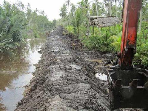 Diakui, Fokus Penyelamatan Kebun Kelapa Masyarakatnya, Menjaga Stabilitas Ekonomi Inhil