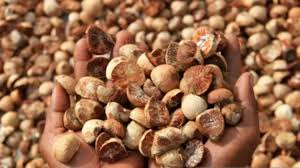 Naik Tipis, Harga Pinang Kering di Riau Minggu Ini Dihargai Rp4.810per Kg