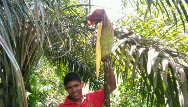 Warga Kampar Kembali Temukan Bunga Bangkai Siap Mekar di Kuok