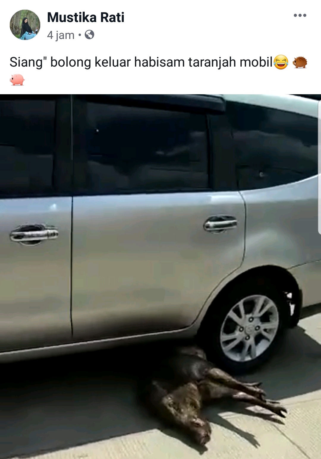 Babi Hutan Masuk ke Jalan di Tembilahan di Siang Bolong, Nitizen: Babi Ngepet Mungkin