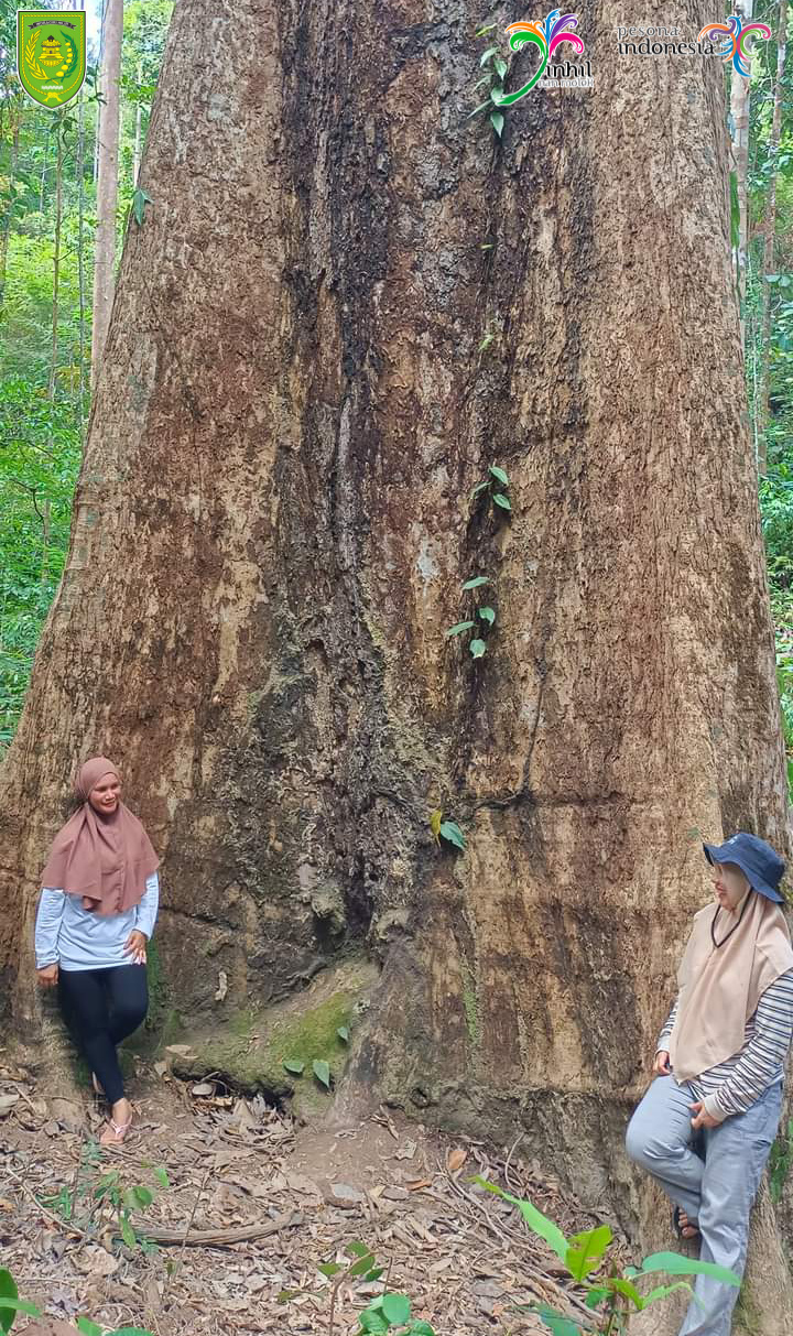 Mersawa Gergasi, Pohon Raksasa di Bukit Condong