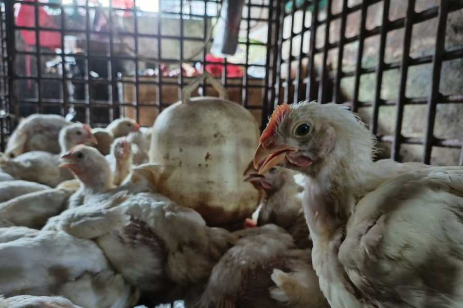Harga Pakan Masih Mahal, Imbas ke Tingginya Harga Daging Ayam