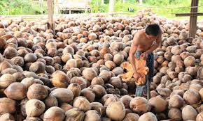 Ini Daftar Harga Lengkap Komoditi Perkebunan di Riau