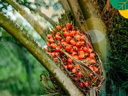 Ini Daftar Harga Kelapa Sawit Petani Mitra Swadaya di Riau Periode 29 November - 5 Desember 2023