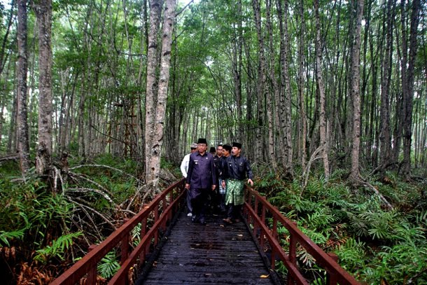 Hutan mangrove di Desa Pulau Cawan, Mandah, Indragiri Hilir (istemewa).
