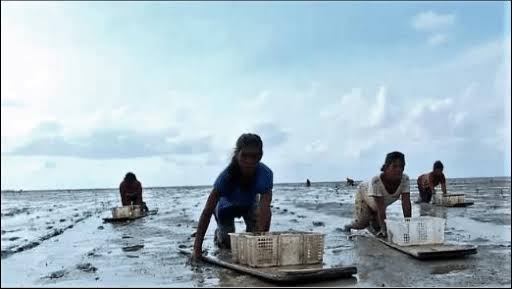 Menongkah kerang merupakan tradisi suku daunu atau suku laut yang ada di Kabupaten Inhil. (Foto: google).